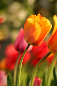iStock_000005145448XSmall240